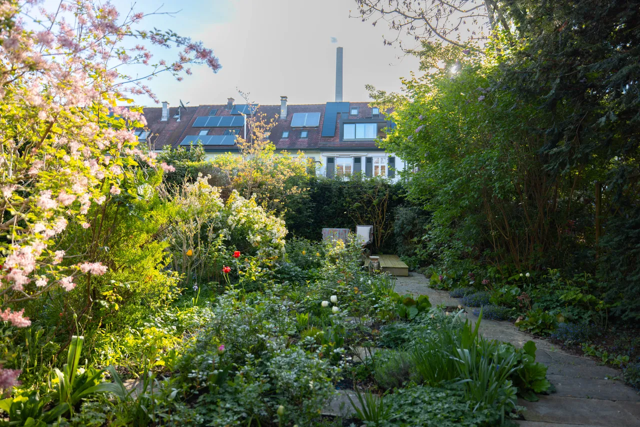 Blühender Stadtgarten mit Plattenweg und Flieder